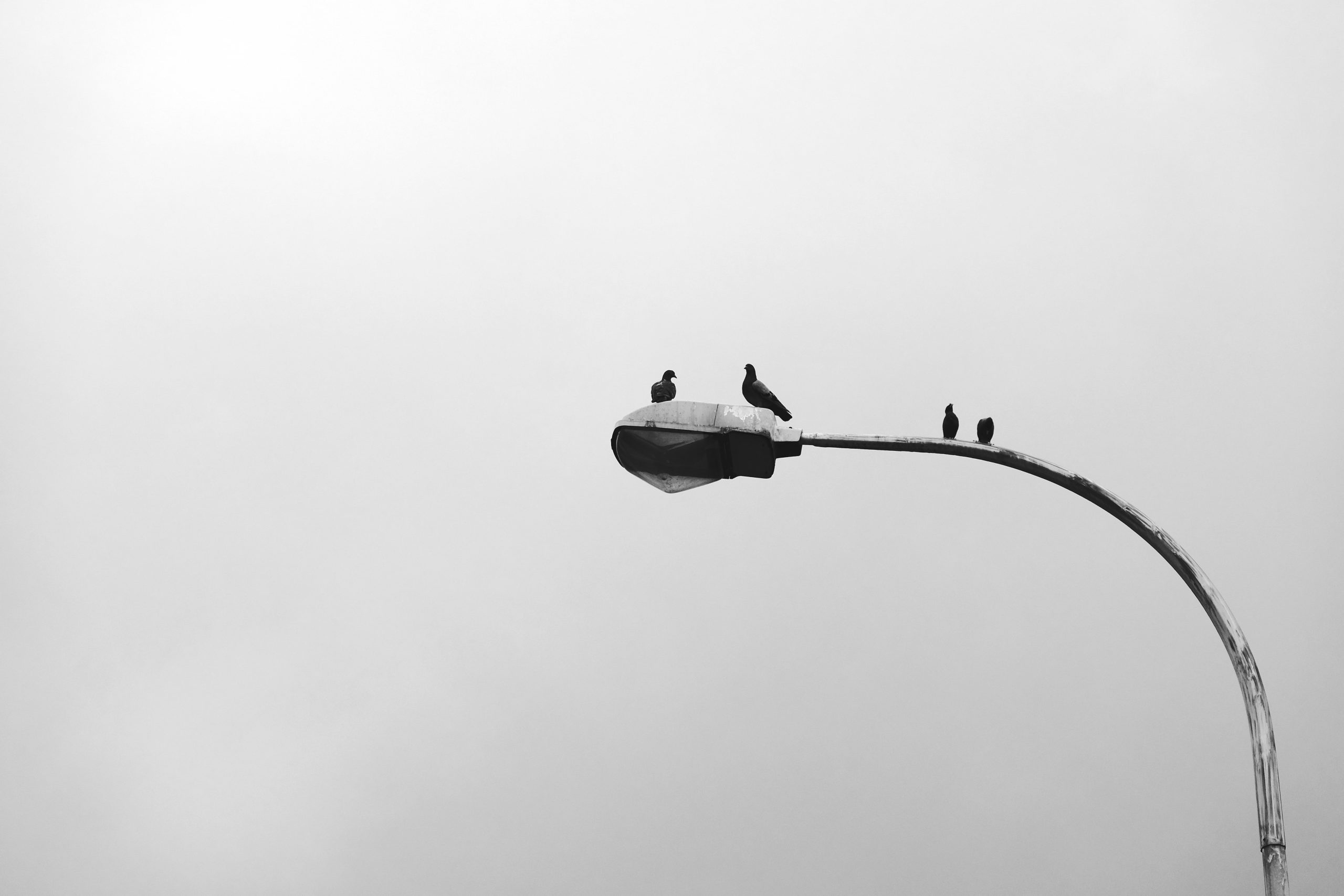 birds-sitting-lamp-post-min-scaled.jpg